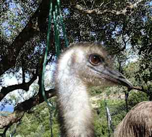 grosser , gefiedeter Freund