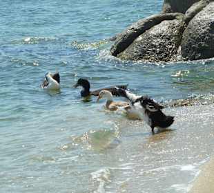 Прелести островной жизни