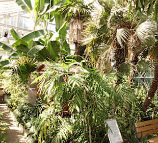Palmenhaus