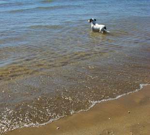 Soll ich oder nicht...