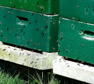 Bienenstöcke im Obstgarten