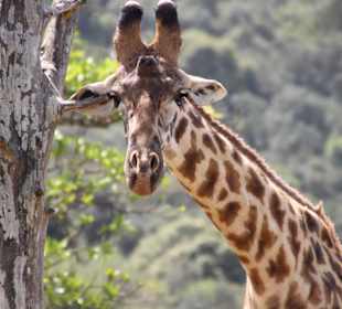 Giraffenmassage Arusha Nationalpark