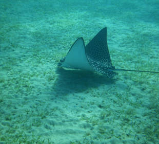 Besucher am Nachmittag