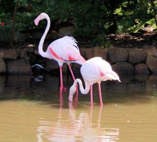 Casela Leisure and Nature Park