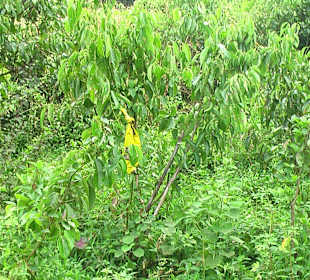 Zimtstrauch Plantage