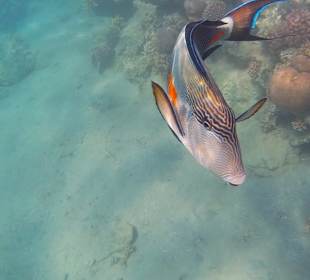 Schnorcheln Makadi Bay