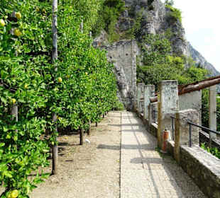 Rundgang durch das Zitronengewächshaus