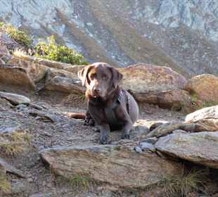 Auch für Hunde geeignet!