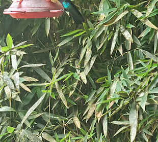Kolibri