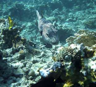 Kugelfisch am Hausriff
