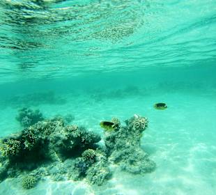 Schnorcheln Marsa Alam