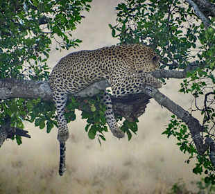 Müder Leopard