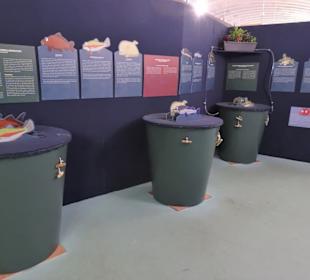 In der Sonderausstellung "Fisch" im Natureum
