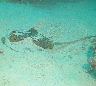 Tauchen bei der DC über Oototo Holiday Service gebucht