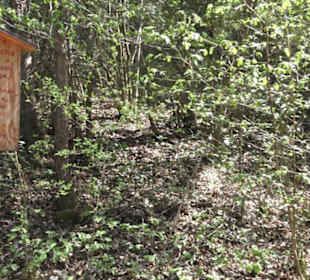 Waldlehrpfad an der Lauter