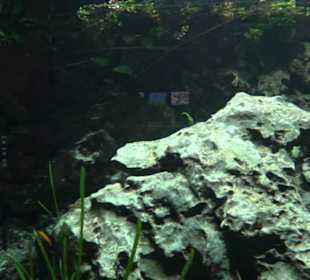 Tierpark Hellabrunn - Fische