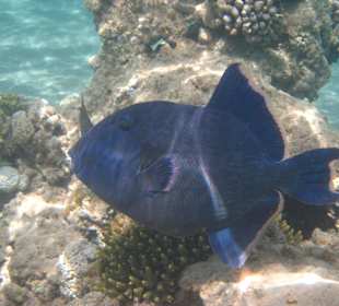 Blauer Drückerfisch