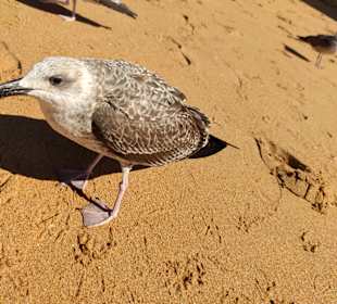 Praia de Nossa Senhora da Rocha