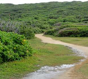 Der Weg zum "Pointe des Colibris"