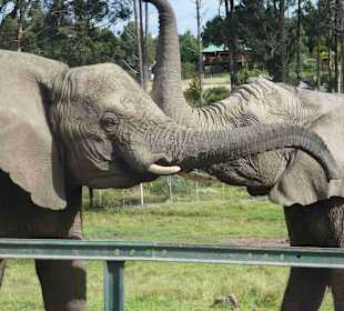 Knynsa Elephant Park