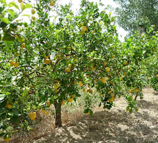 Zitronenbaum