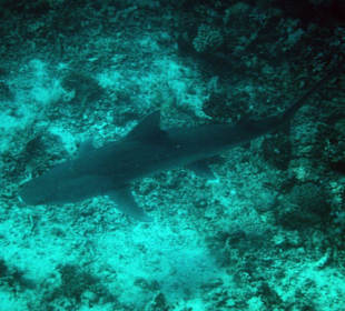 Hai vor der Coraya Bucht beim Schnorcheln