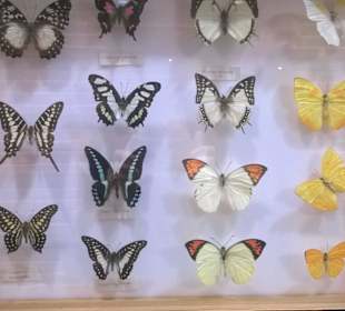 Wystawa najpiękniejszych, wyselekcjonowanych motyli