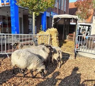 Impressionen vom Gänsemarkt Wildeshausen
