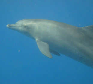 Delfin
