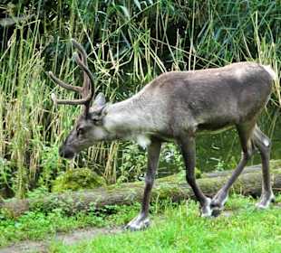 Rundgang durch den Zoo Salzburg