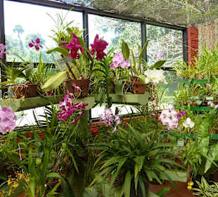 Botanischer Garten in Kandy