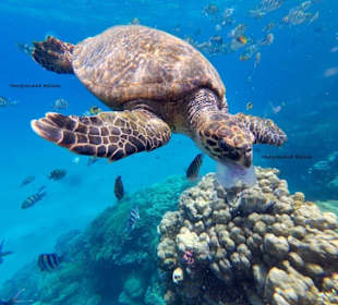 Schnorcheln mit Schildkröten mit Morgenland Reisen