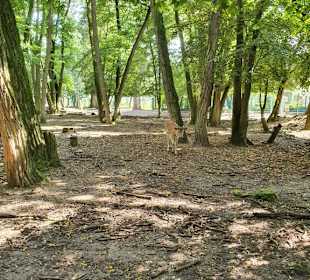 Wildpark Mainz-Gonsenheim