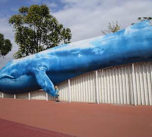 Aquarium / Oceanongrafic