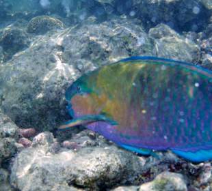 Zdjęcia rafy wykonane przeze mnie pod wodą