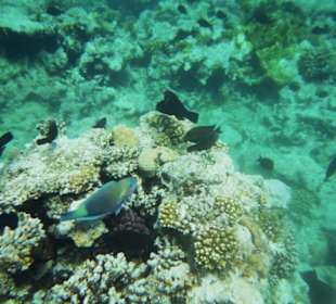 das Riff am Grand Makadi
