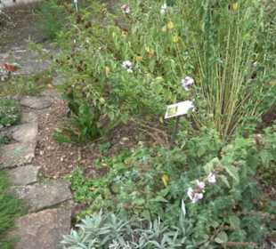 Apothekergarten