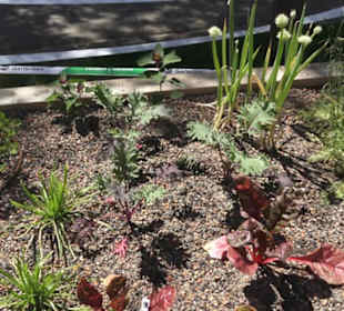 Botanischer Garten der Universität Zürich