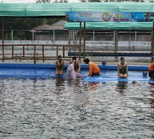 Swimming with the Dolphins
