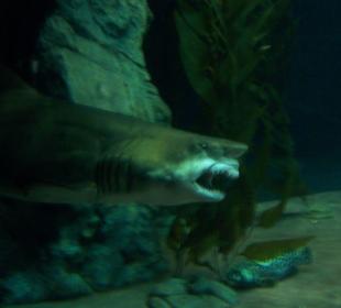 Unterwasseraufnahme Hai