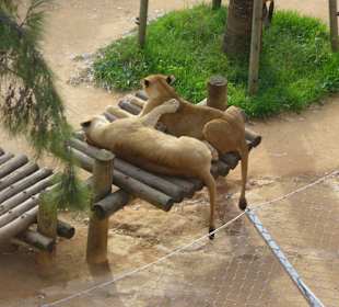 Blick aus der Seilbahn