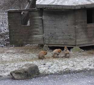 Tierpark 