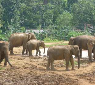 Elefanten-Waisenhaus in "Pinnawela"