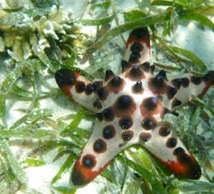 Seegraswiese Prince John Dive Resort 