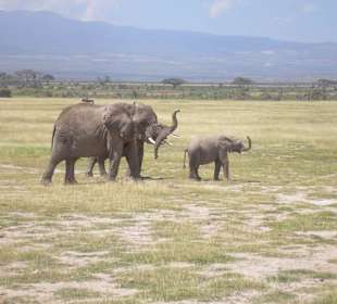 Elefanten-Familie und im Hintergrund ein Gnu