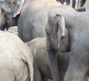 Elefanten in Pinnawela