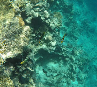 Schnorcheln Hurghada