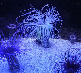 Impressionen aus dem Aquazoo Löbbecke Museum