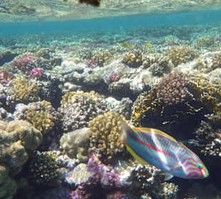 Wir wollen wieder hin