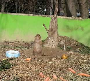 Im Tierpark